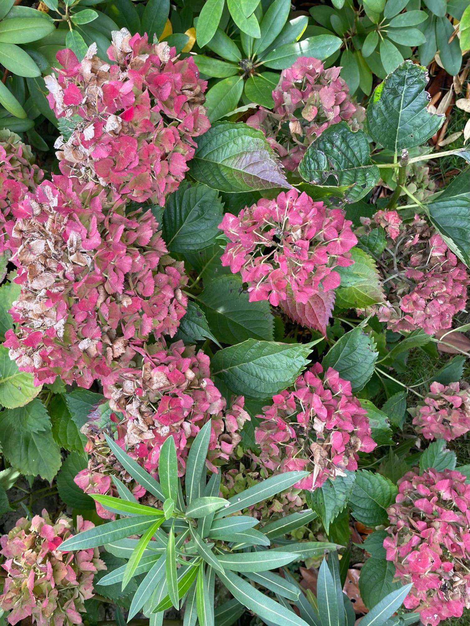 Les Hortensias Espoey Esterno foto